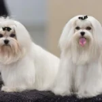 guia corte bichon maltes
